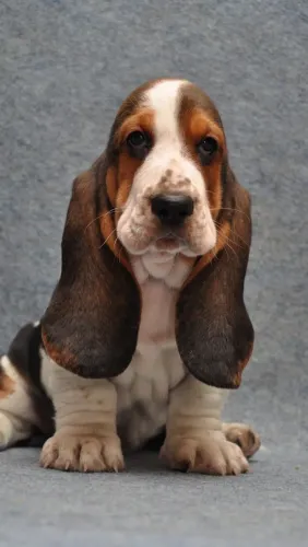 Mini Basset hound os melhores e lindos .