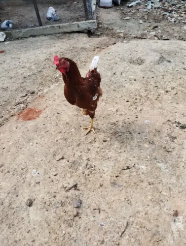 Vendo Galo