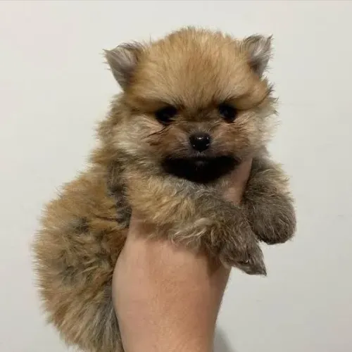Lulu da Pomerânia lindo machinho 