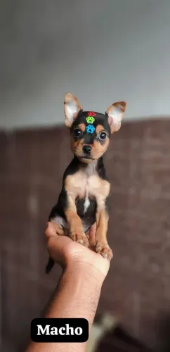 ? Lindos Filhotes de Pinscher