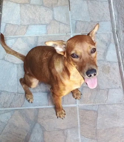 Cadela castrada adoção