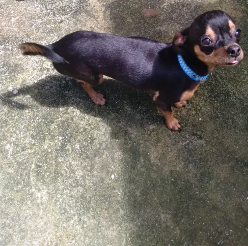 Vendo pinscher 01 macho
