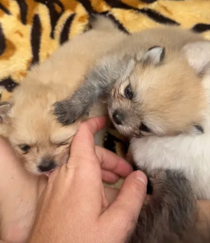 Spitz Alemão Anão (Lulu da Pomerânia) FÊMEAS