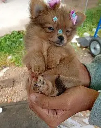 Filhotes Mine Lulu da Pomerânia macho e fêmea