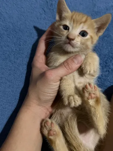 Gato