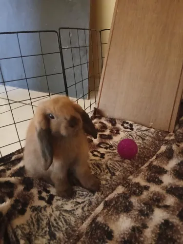 Vendo coelho fêmea, da raça mini loop.