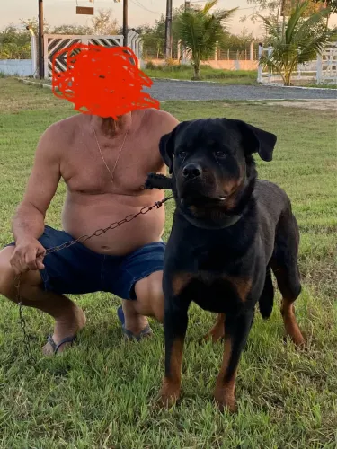 Rotweiller Cabeça de touro