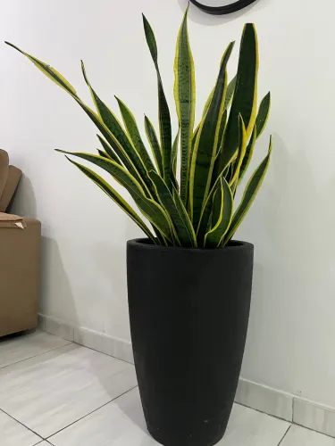 Planta Com Vaso - Espada de São Jorge