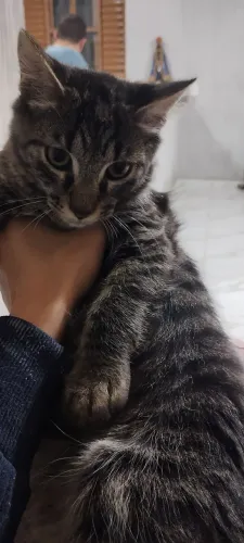 Gato Maine coon