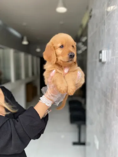 Golden Retriever- Amor em forma de filhote - Daniela