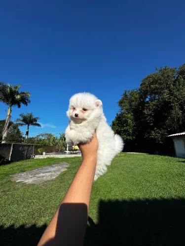 Lulu da Pomerania macho *