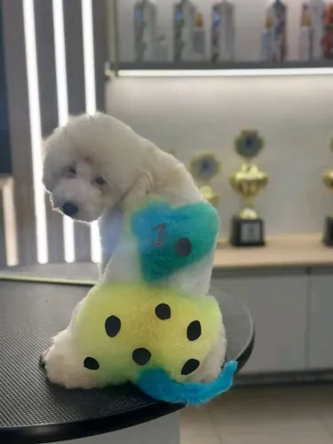 Poodle Anã Branca