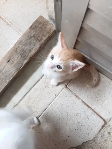 Doação de gato filhote macho