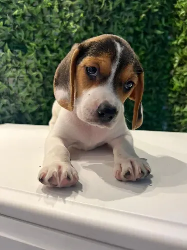 Beagle amoroso lindo 