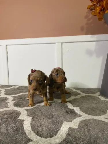 dachshund salsichinha
