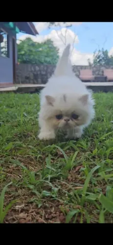 Gato Persa | Ama um chamego