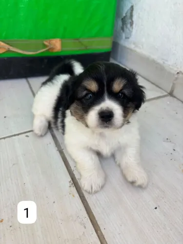 Lhasa + shi