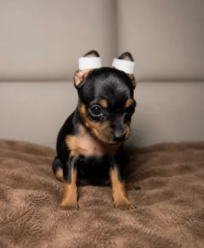 Pinscher todas as cores a pronta entrega