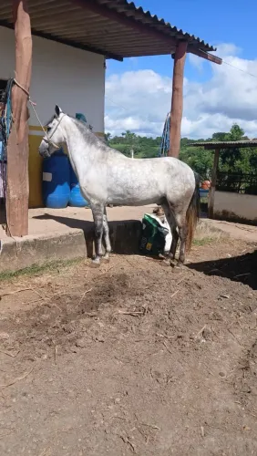 Cavalo tordilho