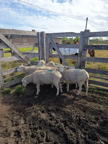Ovelhas encarneiradas