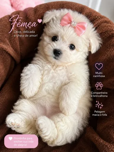 Poodle micro toy fêmea