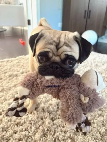 Pug macho Um novo doguinho esperando por você