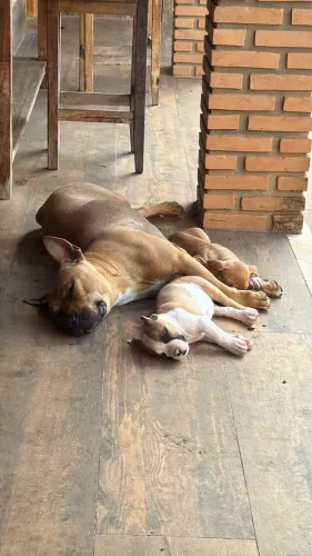 Filhotes Pitmonster Fêmea