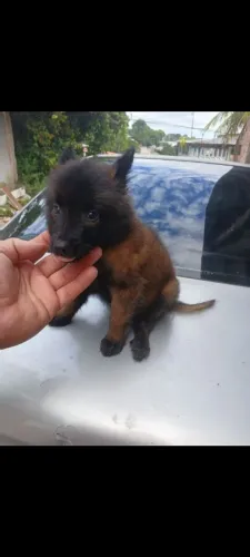 Pastor belga malinois macho 35 dias.