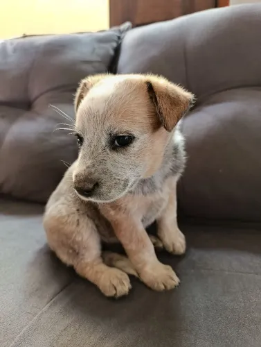 Boiadeiro Australiano/Red Heeler