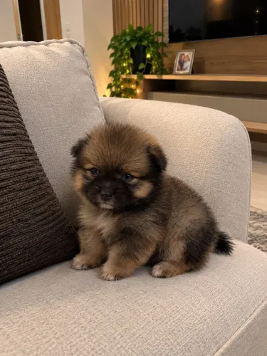 Spitz ( Lulu da pomerania )