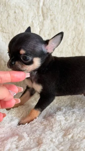Filhotes de chihuahua pelo curto 