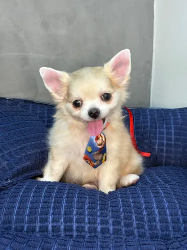 Filhotes de Chihuahua Macho Pelo Longo disponível para venda!