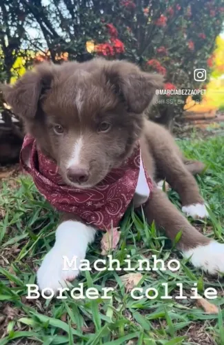 Macho de Border collie pelo longo