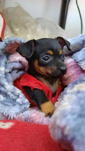 Filhote macho de Pinscher original