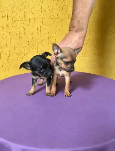 Pinscher