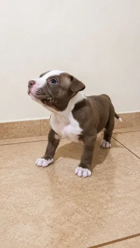 Filhote de Pitbull 
