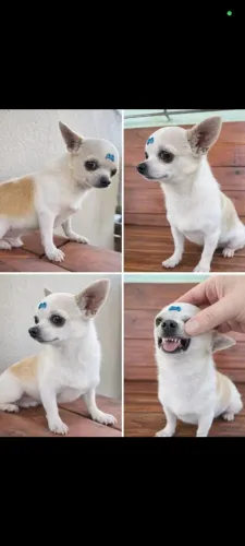 Chihuahua Macho mini