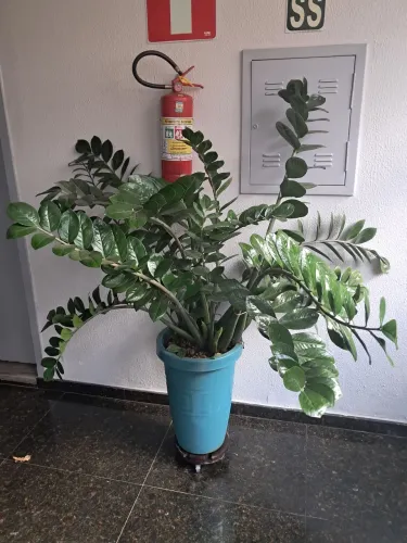 Zamioculca gigante