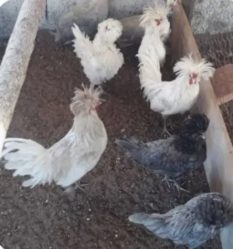 Vende-se pintinhos poloneses