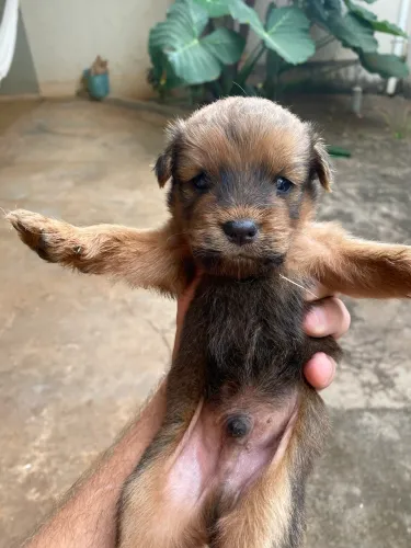 Adoção/Doação Chow Chow Misto Filhote