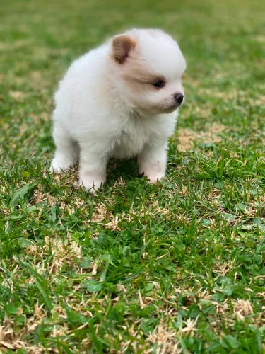 Spitz Alemão