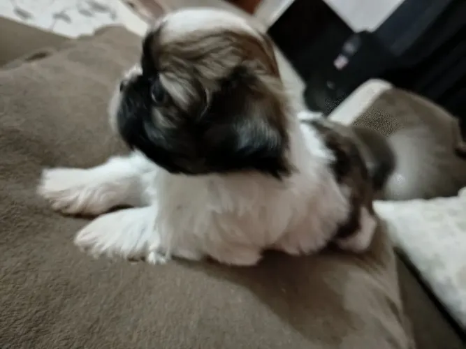 Shitzu macho