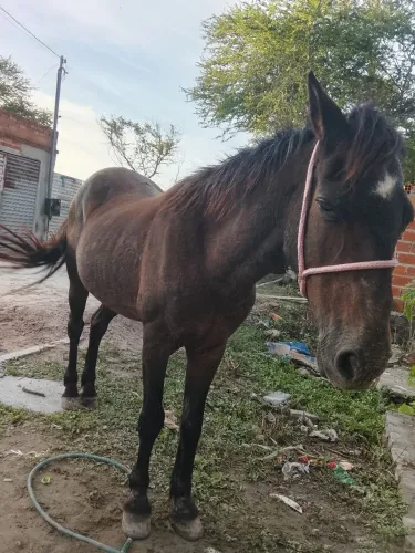 Vendo ou troco piquira