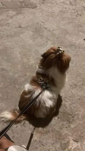 Vendo Shituz tem 10 meses 