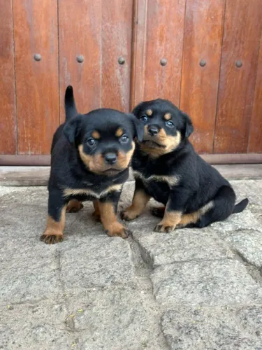 ROTTWEILER ALTO PADRÃO