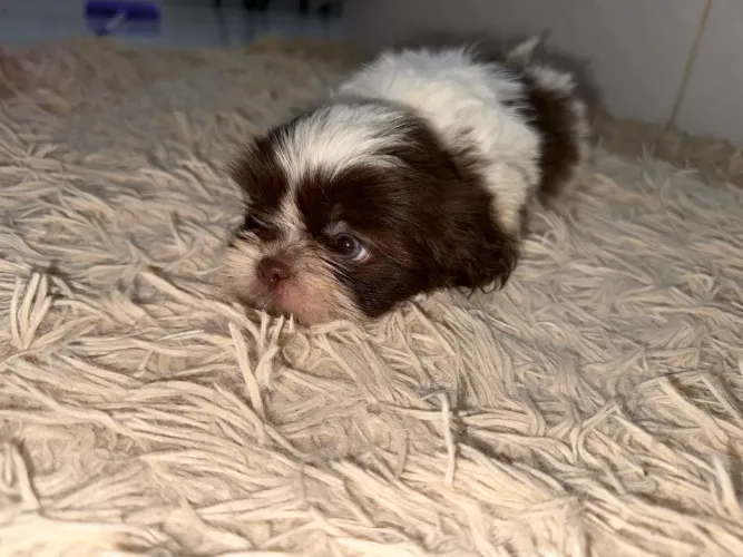 Babys Shih Tzu Disponíveis, 12x nos cartões!