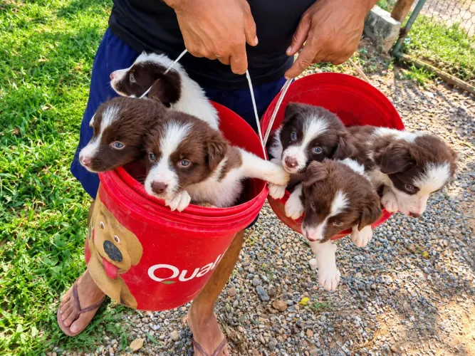 Filhote de Border Collie marrom com branco a venda
