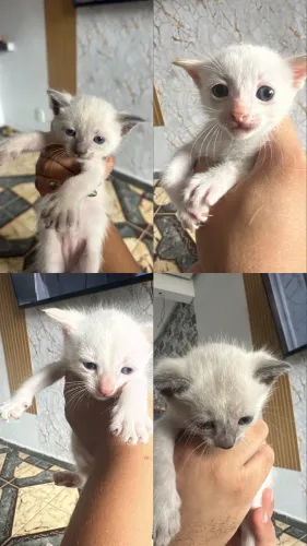 Doa-se gatinhos