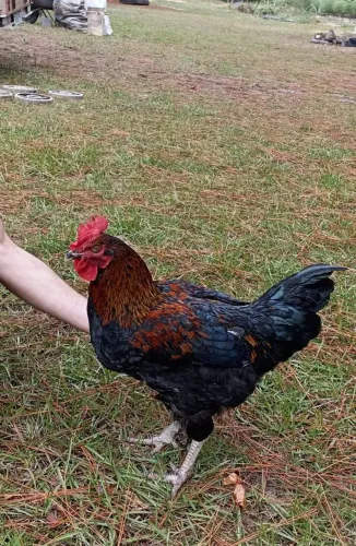 Frango