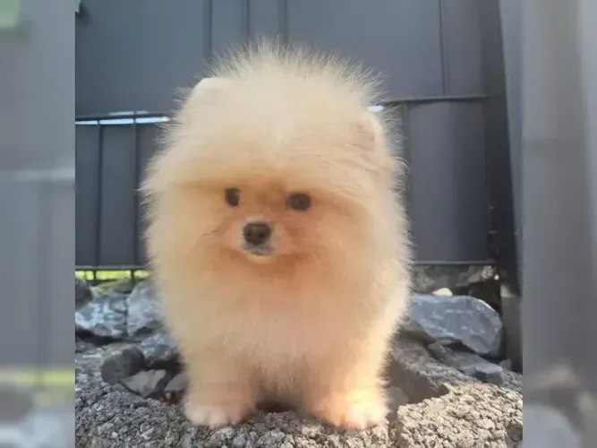 Cãozinho charmoso e alegre Spitz Alemão/ Lulu da Pomerânia/ anão/ anãozinho